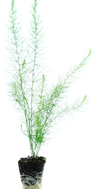 파머씨드 아스파라거스 모종 8개 묘목 종근 재배 텃밭 키우기, 아스파라거스 8개