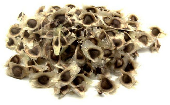 모링가씨앗, 1개, 200g