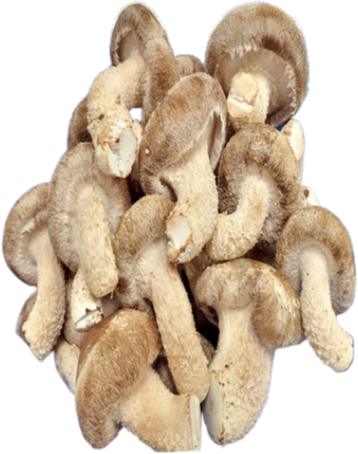 송향버섯 송화송고버섯 착한 송이버섯, 1개, 가정용식당용1kg