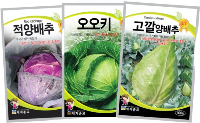 양배추 씨앗 3종세트 채소씨앗 적양배추 고깔양배추 양배추종자 양배추씨 텃밭채소 야채씨 주주씨앗, 1개