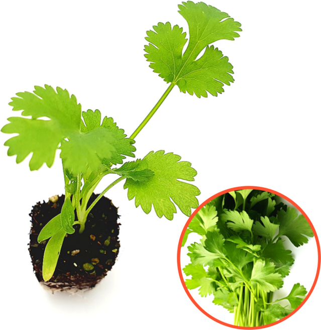 [파머씨드] 고수 모종 8개 향채 허브 텃밭 식물 키우기