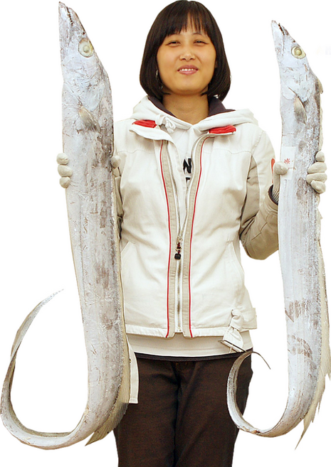 새우몰 왕갈치 3.2kg (800g x 4팩) 선상동결 절단갈치, 800g, 4개