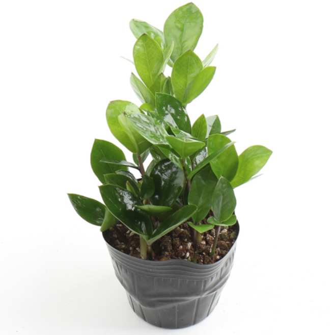 갑조네 금전수 개업 화분 집들이 선물 승진 사무실 이전 병원 개원 식당 개업식 축하 화분 공기정화식물, 단일, 2개