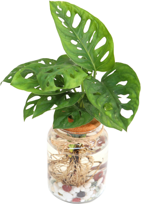 피오그린 천연 가습기 [아단소니 몬스테라] 흙없이 키우는 수경식물 공기정화식물 수경세트, 1개