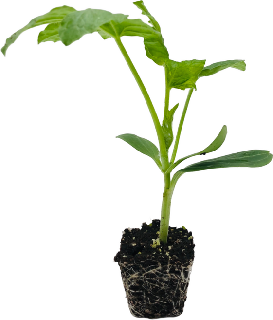 [파머씨드] 망고수박 모종 4개 접목 노란 망고 설탕 미니 수박