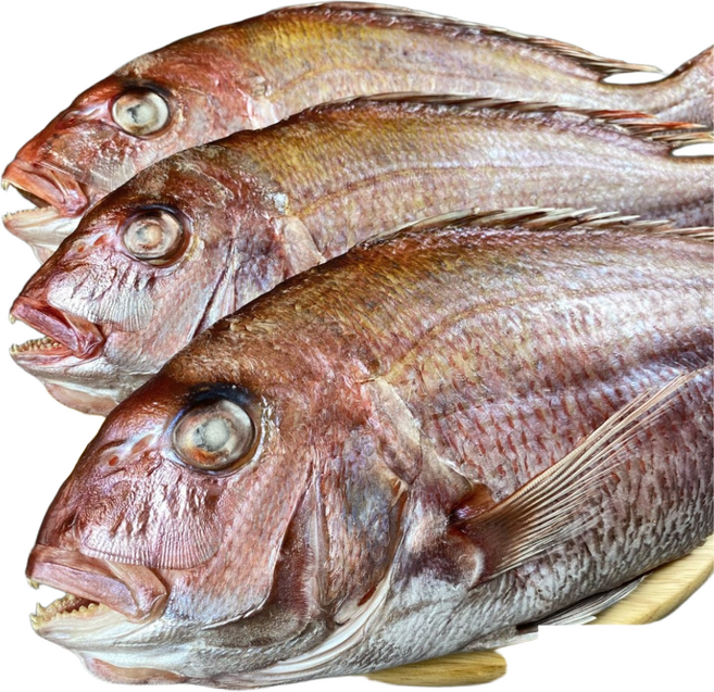 [부산명물][반건조 생선] 부자생선 본점 제수용 생선 참돔 소 중 대 특대, 40cm