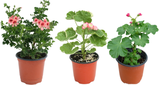 라망가든 제라늄 3종세트, 1개