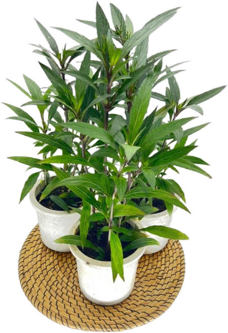 루엘리아 중품 x 3개 야생화 보라색꽃 플랜테리어 디와이팜, 1세트, .