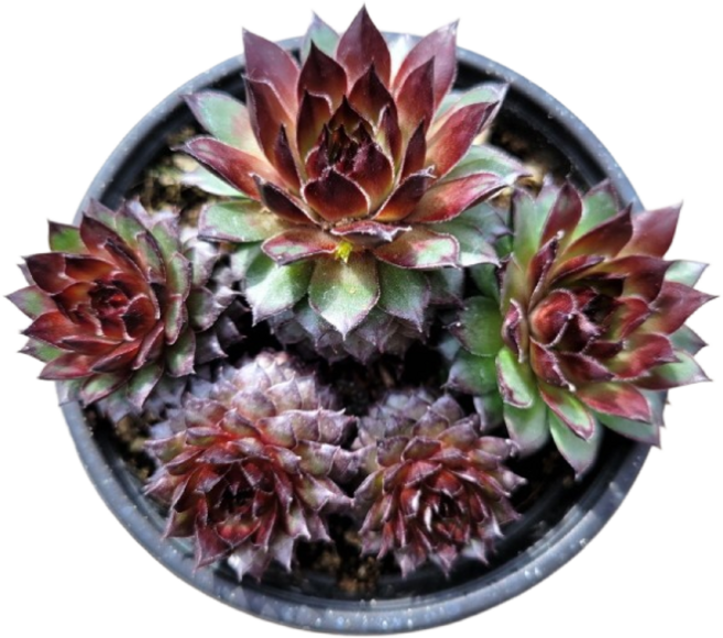 사계절 사랑받는 피핀 바위솔 월동다육 분채배송 꽃과정원이야기, 1개