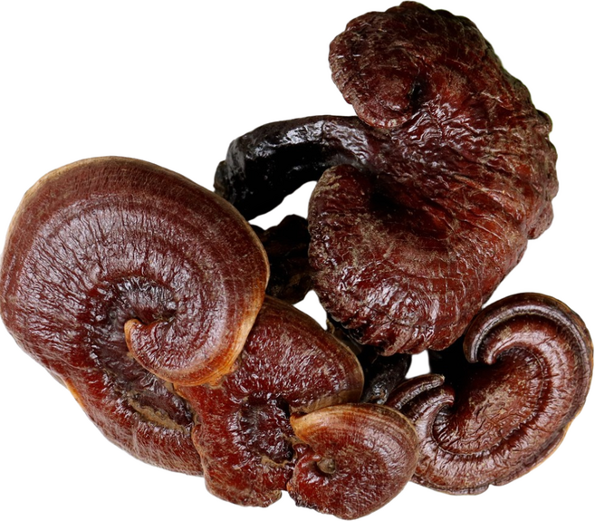 자연닮음 국산 자연산 영지버섯 300g, 1개