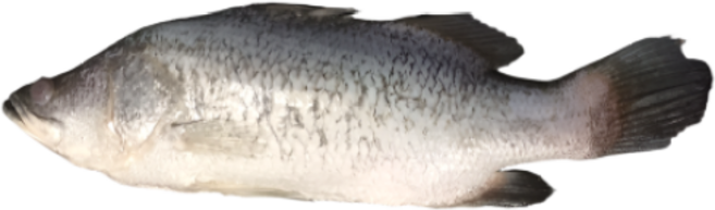 늘솜푸드 농어 급냉동 손질 직수입, 10개, 1kg