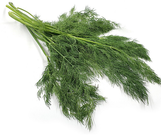 야채왕 허브 생잎 딜 Dill 1kg (실중량 0.9k - 1.0k ) 향신료, 1박스
