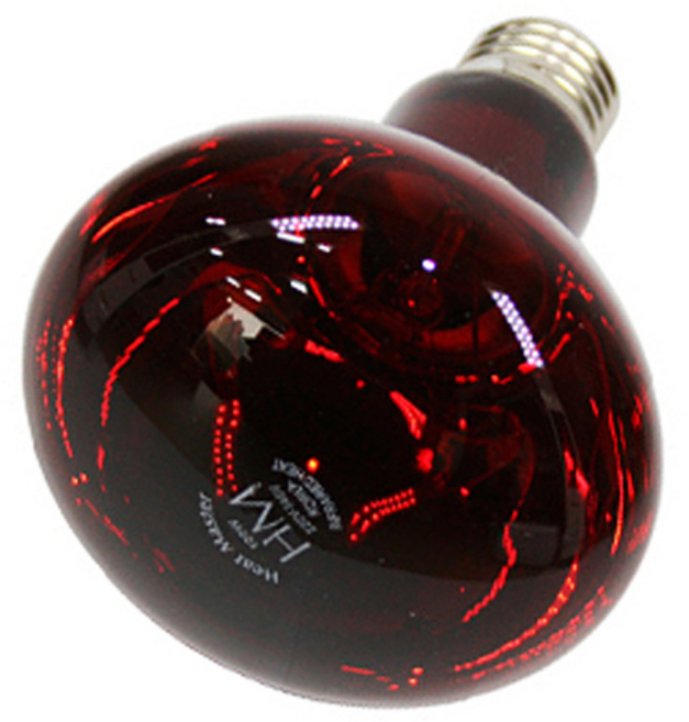 적외선램프 100W, 기타색, 1개, 1개