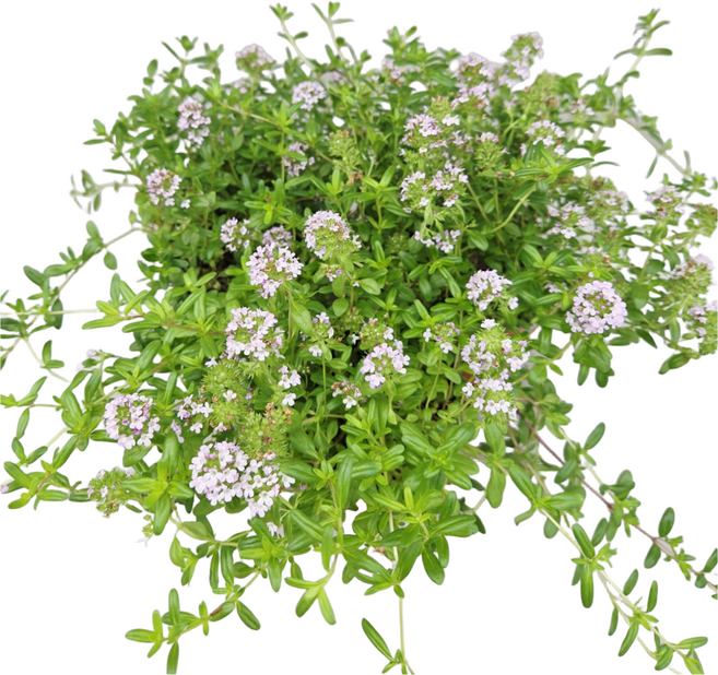 [풀멍상점] 백리향~ 노지.월동 야생/ 선별발송 분채배송/ 방수라벨 이름표포함, 1개