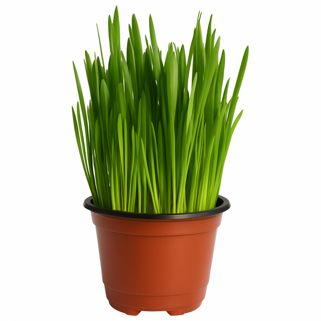 [미니정글] 바로먹는 캣그라스 귀리 새싹, 1개