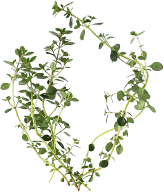 데코용타임 생잎 데코 허브 가니쉬 레몬타임, 30g, 1개