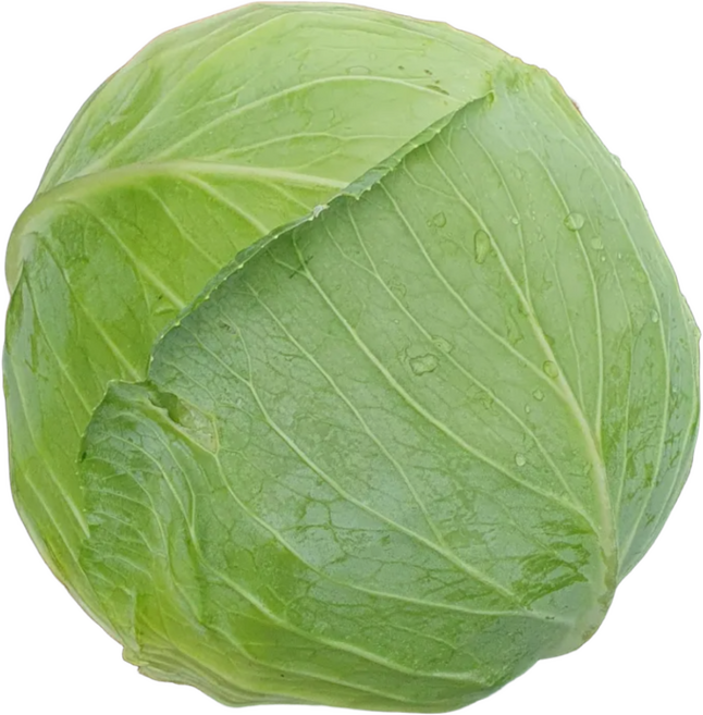 <당일출고> 제주 양배추 아삭하고 싱싱한 양배추 국내산 양배추, 1개, 1.5kg