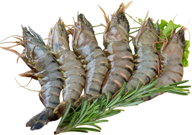 블랙타이거새우 얼룩새우 캠핑 새우구이, 1개, 500g(20미) 중