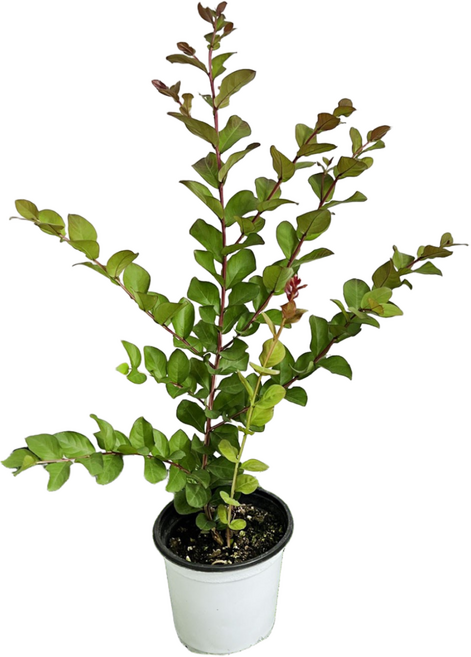 목 백일홍 배롱 나무 묘목 꽃 화분 정원수 조경수 다이너마이트 2년생 대성식물, 1개