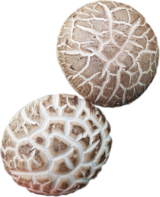 산지직송 무농약 장흥 생표고버섯 1kg 2kg 참나무 배지, 하품 2kg, 1개