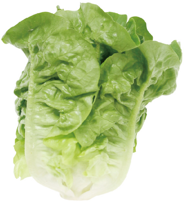 [푸른뜨레] 국내산 미니로메인 1kg 미니코스 유럽상추 샐러드 상추, 1박스