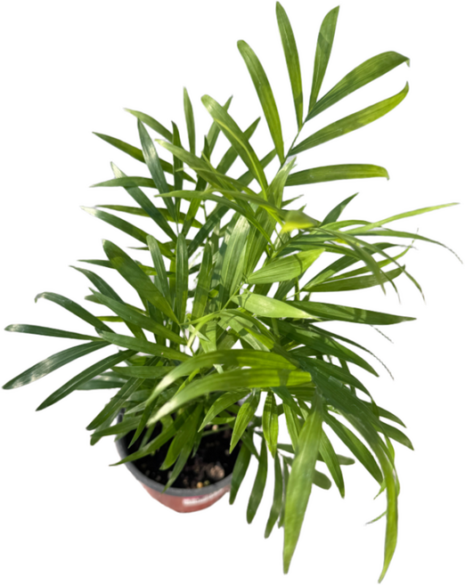 미니정글 공기정화식물 테이블야자 야자나무 미세먼지제거 인테리어 아레카야자, 1개