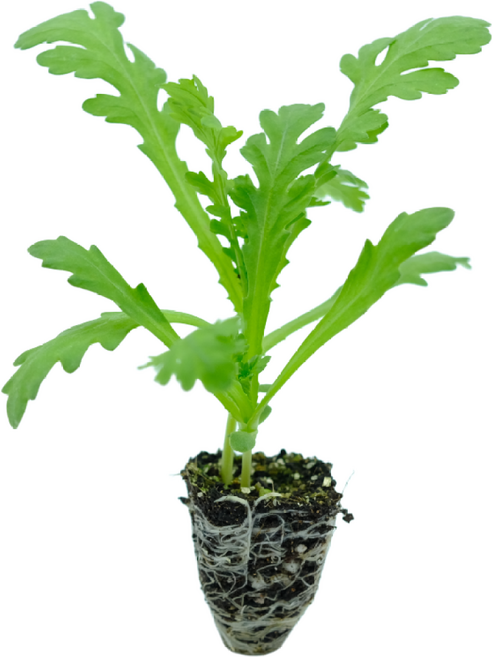 파머씨드 쑥갓 모종 8개 텃밭 채소, 쑥갓모종 8개