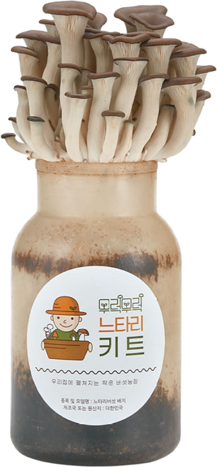 무럭무럭 느타리버섯 키우기 키트 1입 집에서 느타리버섯 키우기, 상품
