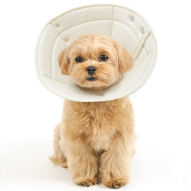 개놀자 오가닉 펜타곤 넥카라, 도트, 1개