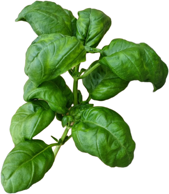 생바질잎 생잎 500g 페스토용 바질 Basil 무농약인증 당일수확 잎 8cm이상 저속노화 허브, 1개