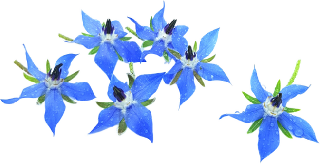 [허브아이] 식용꽃 보리지 먹는꽃 30송이, 30개, 1개입