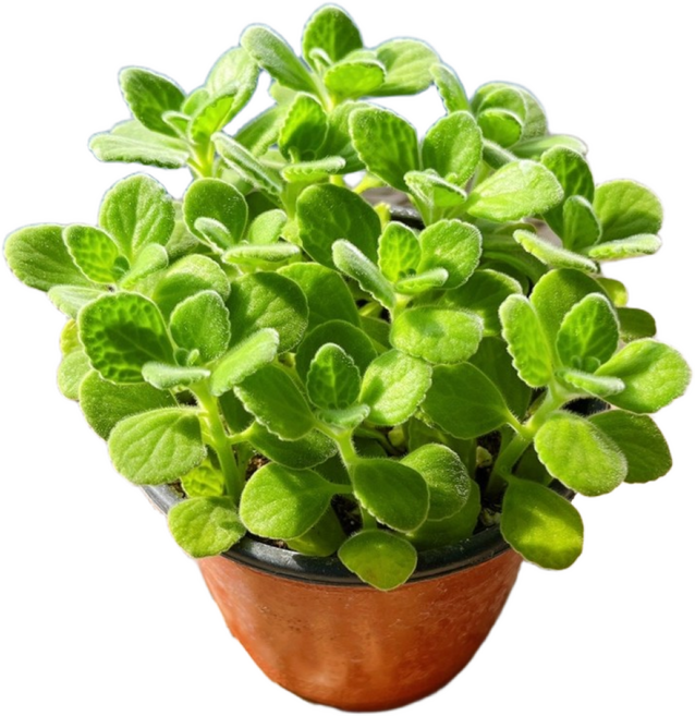 은은한 레몬향의 장미허브, 1개