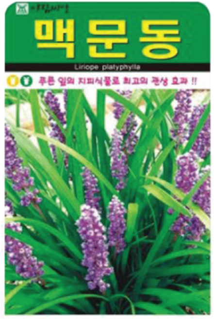 맥문동 씨앗 100립 약초씨앗 국내산 다년생 약초씨, 2개