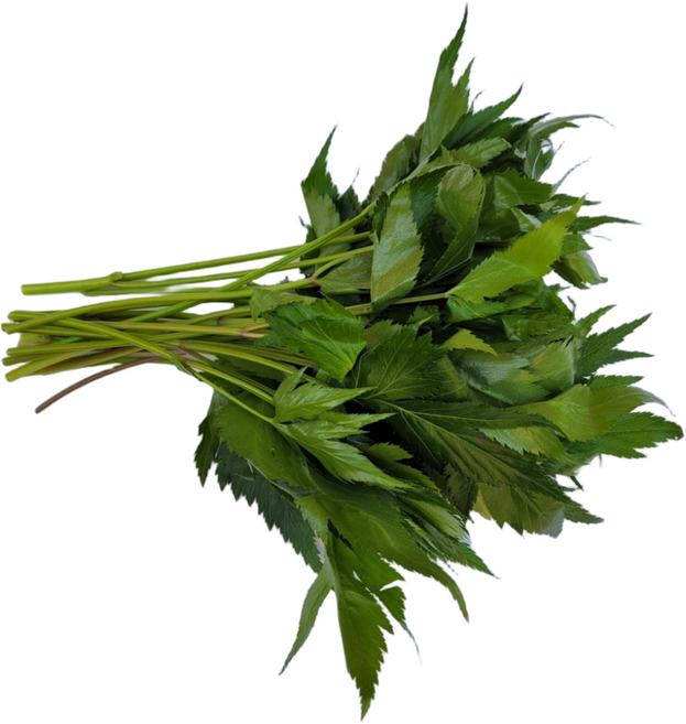 싱싱한 당귀잎 1kg (0.9~1kg) 박스, 1개