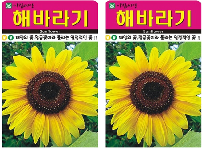 해바라기 꽃 씨앗 (합 100립) 씨 종자, 2개
