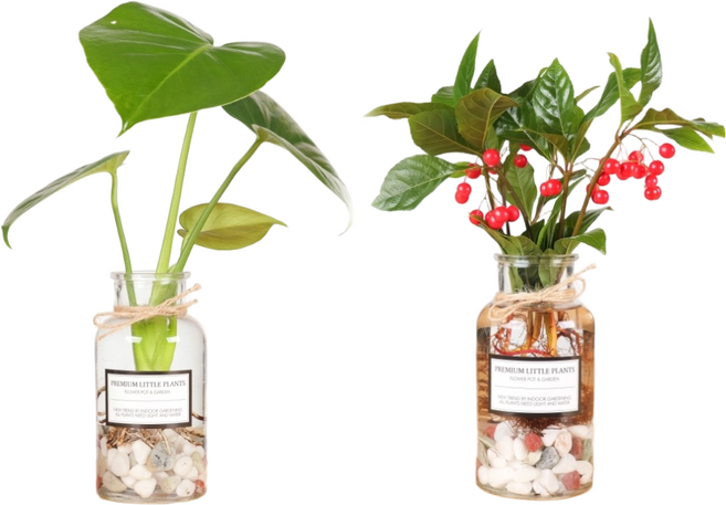 1+1 수경재배식물 시약병 투명 화병 오색돌 공기정화식물, 1세트, 몬스테라+천냥금