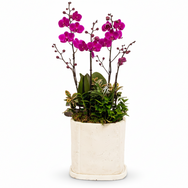 플라워피아 서양란 동양란 축하화분배달 개업 승진 취임 고급선물, 1개, 7.만천홍