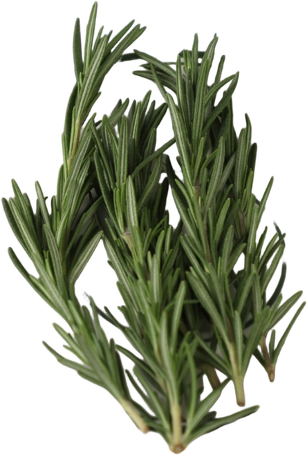 데코용로즈마리 생잎 허브 가니쉬 로즈마리, 100g, 1개