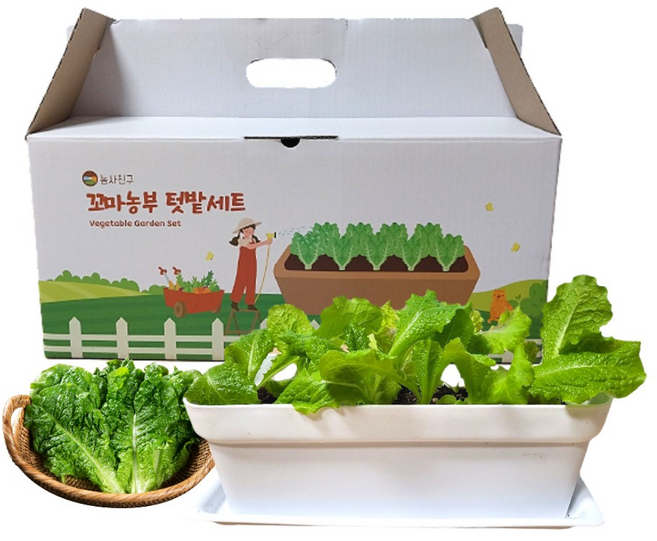 농사친구 꼬마농부 텃밭세트 상추 키우기, 01. 상추키우기