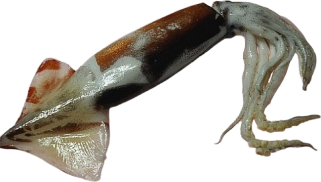 냉동오징어3kgX2 오징어 숙회 무침 탕 튀김 10미/11미 특가행사중~, 3kg