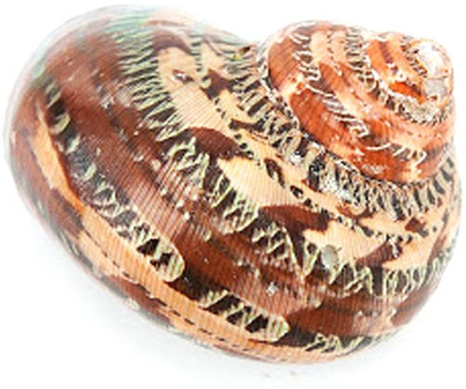 나무몰 소라게 브라운 우드 쉘 은신처, 1개