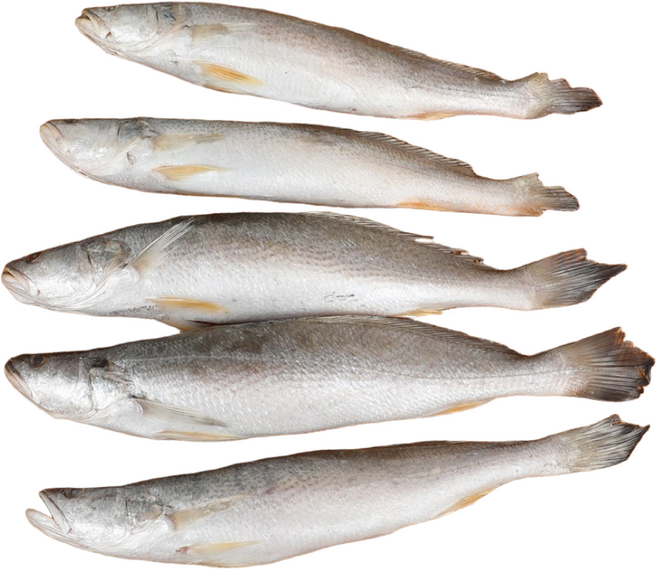 민어조기(뾰조기)P 38~40cm전후 24마리전후 뾰족조기, 24마리 전후, P 38~40cm전후