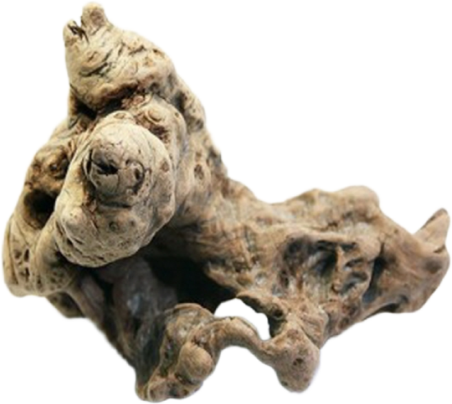 와일드 유목 20~30cm, 1개