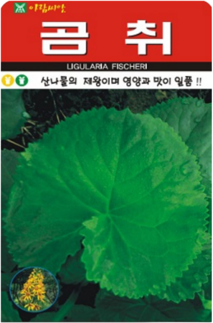 하이원 산나물 씨앗 곰취 100립, 1개