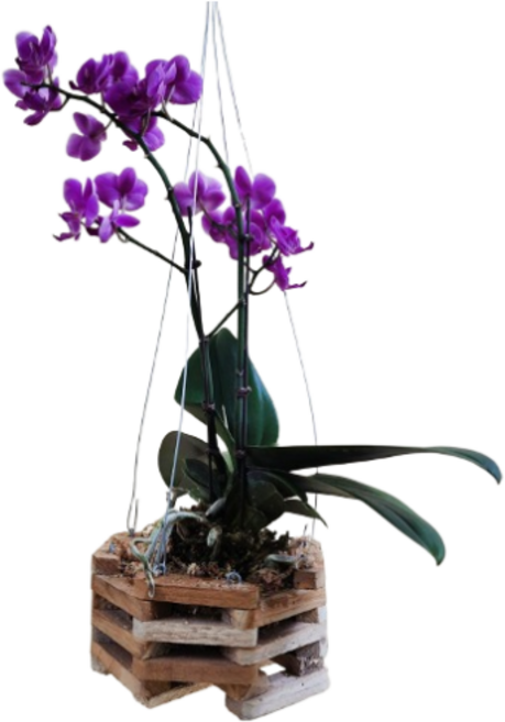 행잉화분 화분세트 철사고리 팔각나무 행잉식물 걸이화분 세트상품 대성식물, 1개