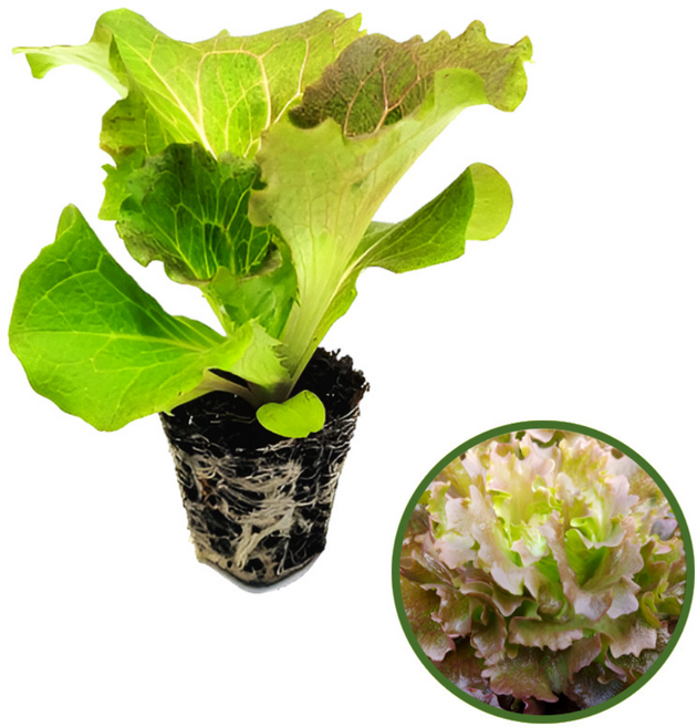 파머시카 적아삭이 상추 모종 국내산, 8개