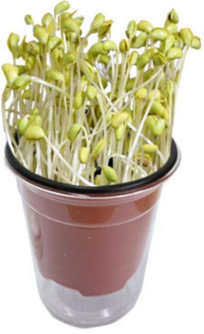 콩나물키우기 키트 소형 식물체험 쉽게 키워보는 콩나물, 1개