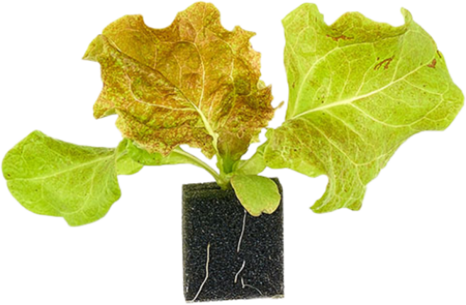 자람홈미니 수경재배 꽃상추(적축면) 모종, 6개