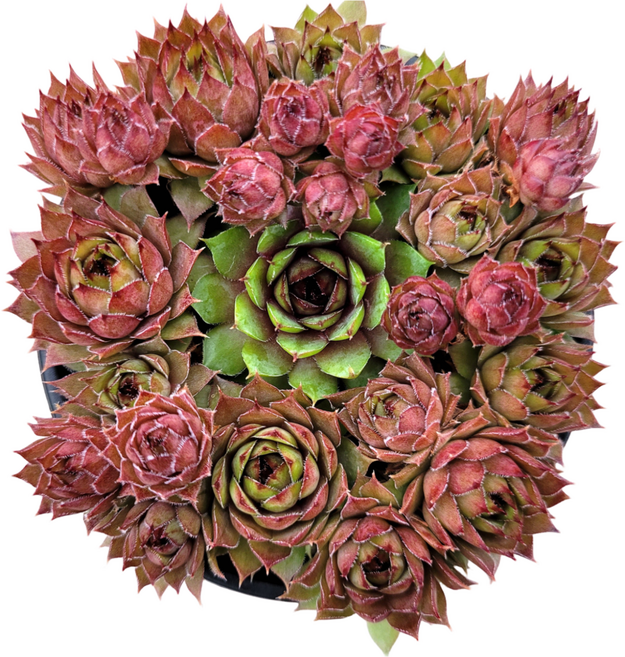 캥거루 바위솔 월동다육 선별발송 분채배송 0215, 1개