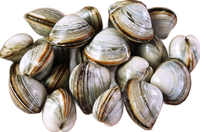 프레시데이 [단골농장] 서해안 고창 갯벌 해감된 동죽 조개 물총조개, 9kg, 1개